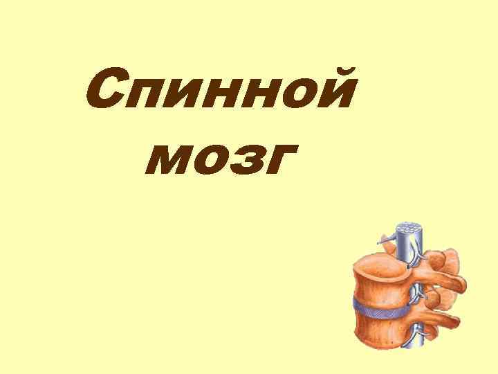 Спинной мозг 