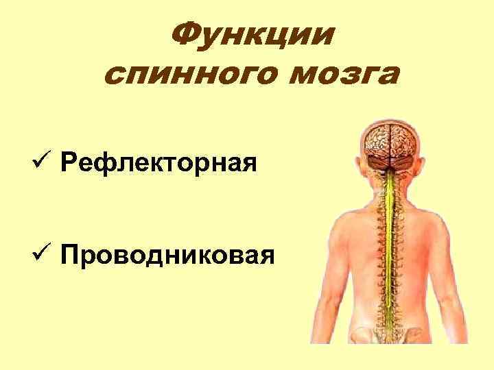 Функции спинного мозга ü Рефлекторная ü Проводниковая 