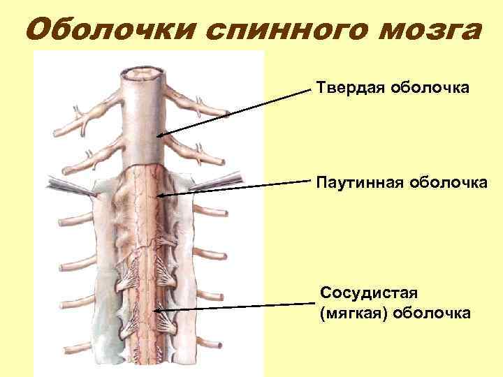 Оболочки спинного мозга Твердая оболочка Паутинная оболочка Сосудистая (мягкая) оболочка 