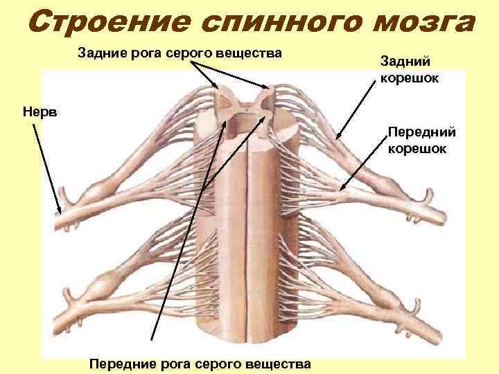 Строение спинного мозга Задние рога серого вещества Задний корешок Нерв Передний корешок Передние рога