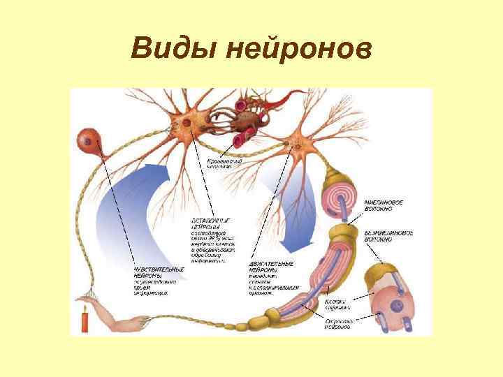 Виды нейронов 