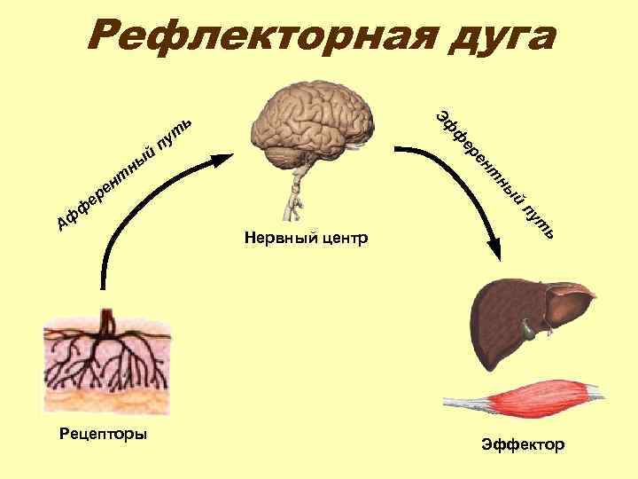 Рефлекторная дуга ф п ен ер ны ь Эф й ут ь Рецепторы Нервный