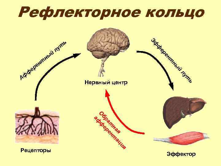 Рефлекторное кольцо ф п ен ер ны ь Эф й ут ь ия я