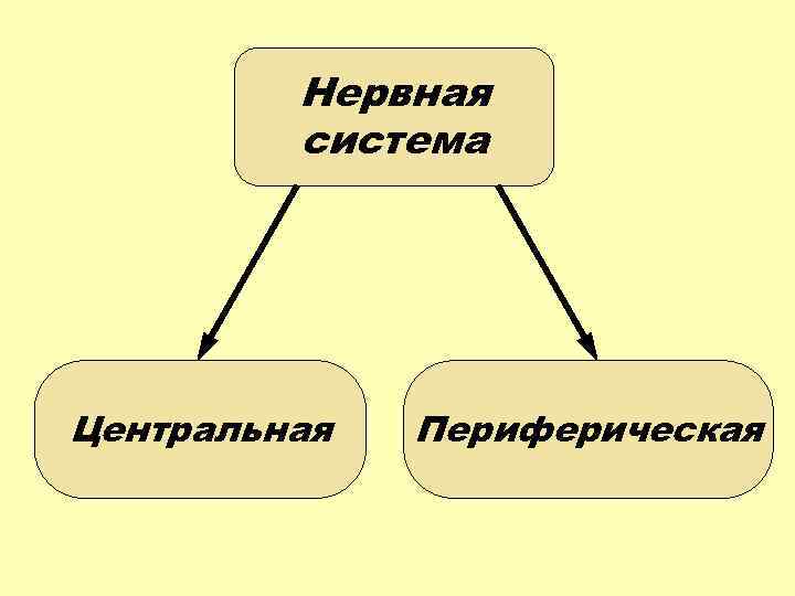 Нервная система Центральная Периферическая 