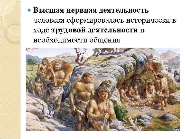  Высшая нервная деятельность человека сформировалась исторически в ходе трудовой деятельности и необходимости общения