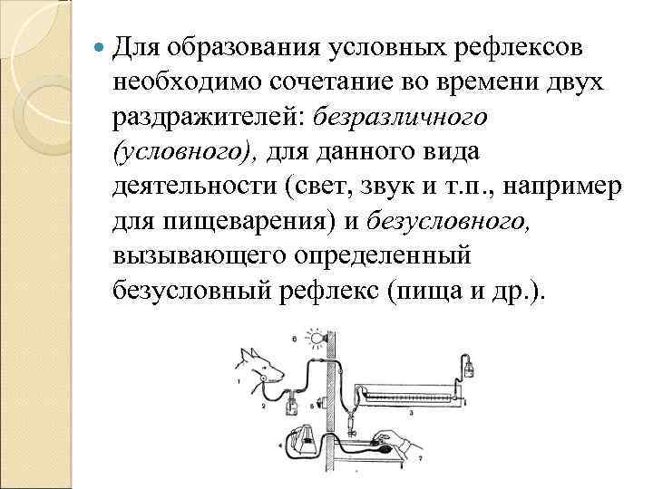  Для образования условных рефлексов необходимо сочетание во времени двух раздражителей: безразличного (условного), для