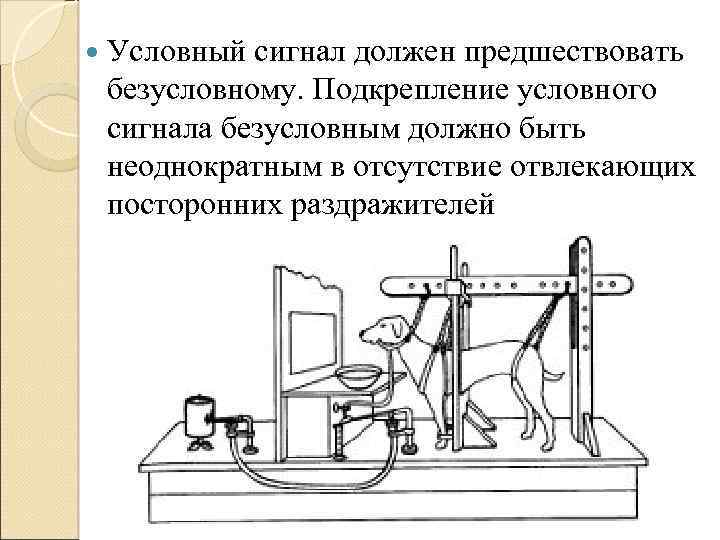  Условный сигнал должен предшествовать безусловному. Подкрепление условного сигнала безусловным должно быть неоднократным в