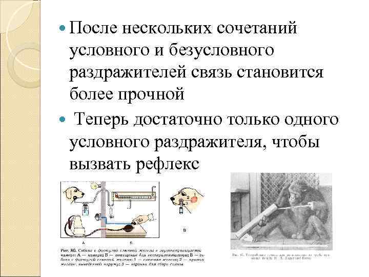  После нескольких сочетаний условного и безусловного раздражителей связь становится более прочной Теперь достаточно