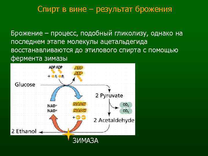 Спирт в вине – результат брожения Брожение – процесс, подобный гликолизу, однако на последнем