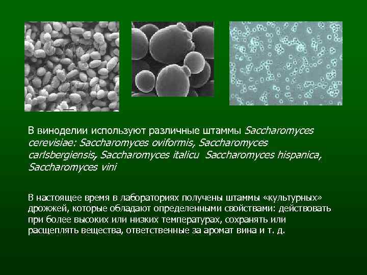 В каких биотехнологиях используют одноклеточные грибы. Дрожжи рода Saccharomyces. Штамм Saccharomyces cerevisiae. Дрожжи Saccharomyces cerevisiae характеристика. Пекарские дрожжи под микроскопом.