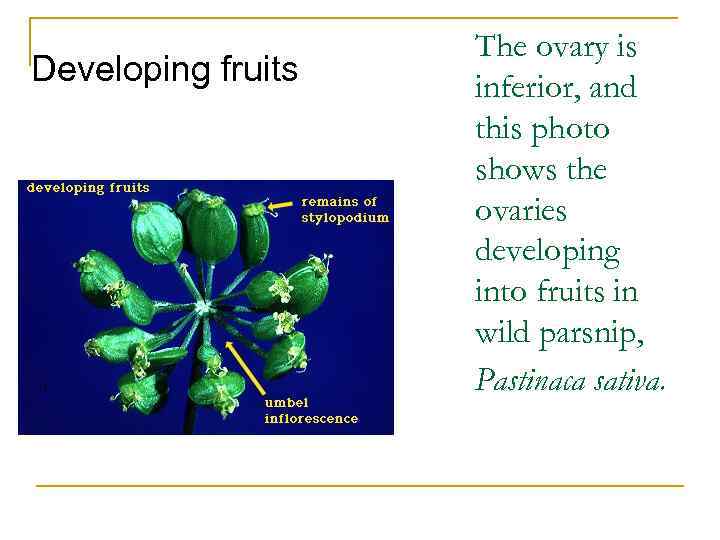 Developing fruits The ovary is inferior, and this photo shows the ovaries developing into