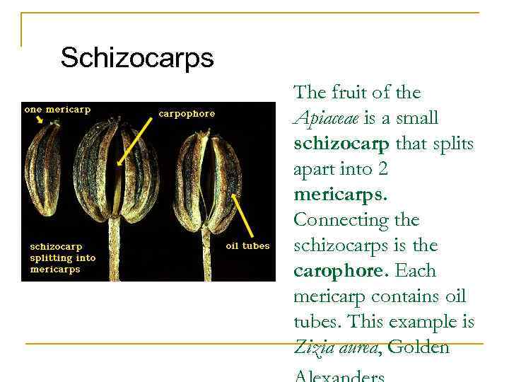 Schizocarps The fruit of the Apiaceae is a small schizocarp that splits apart into