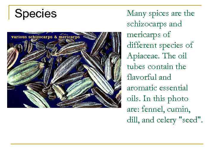 Species Many spices are the schizocarps and mericarps of different species of Apiaceae. The