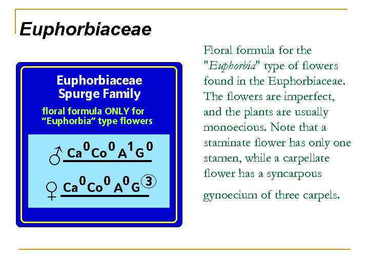 Euphorbiaceae Floral formula for the 