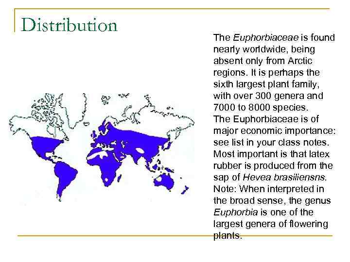 Distribution The Euphorbiaceae is found nearly worldwide, being absent only from Arctic regions. It