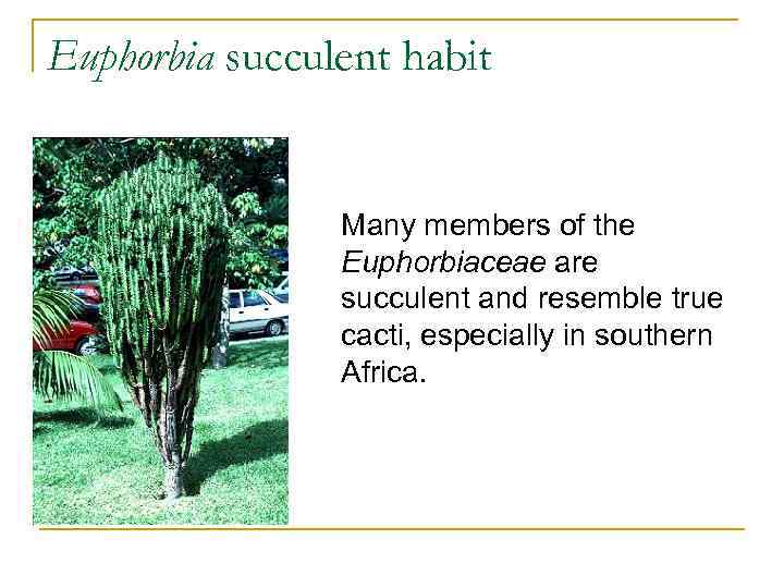 Euphorbia succulent habit Many members of the Euphorbiaceae are succulent and resemble true cacti,