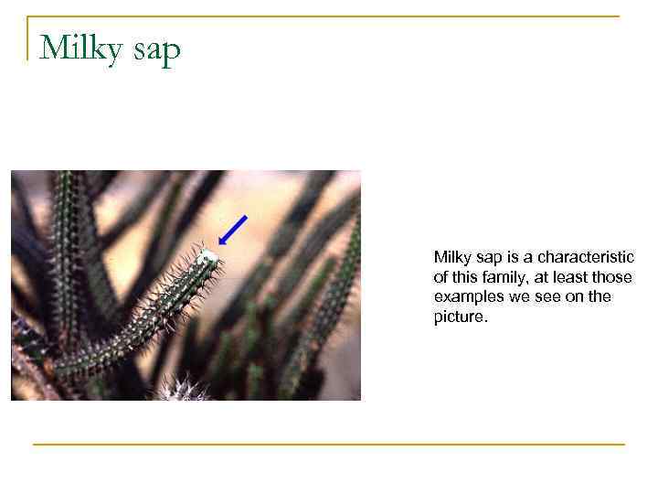 Milky sap is a characteristic of this family, at least those examples we see