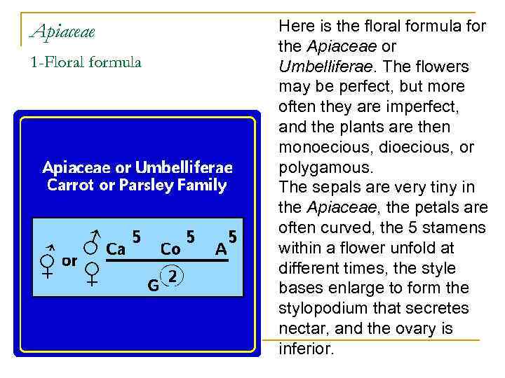 Apiaceae 1 -Floral formula Here is the floral formula for the Apiaceae or Umbelliferae.