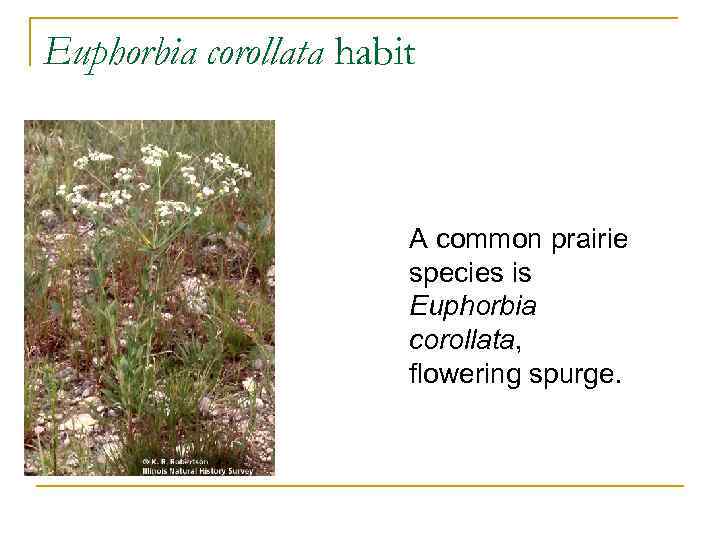 Euphorbia corollata habit A common prairie species is Euphorbia corollata, flowering spurge. 