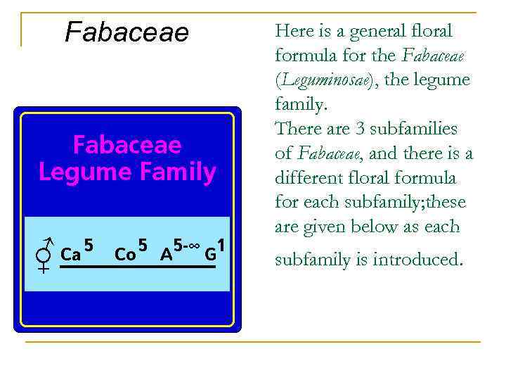 Fabaceae Here is a general floral formula for the Fabaceae (Leguminosae), the legume family.