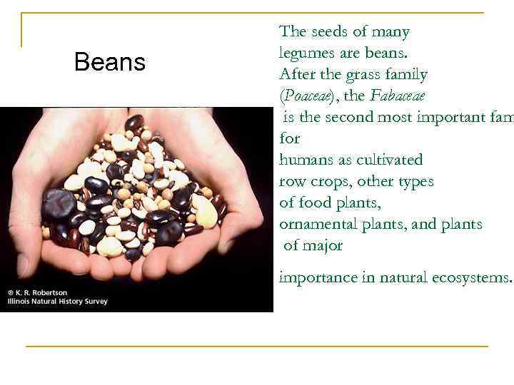 Beans The seeds of many legumes are beans. After the grass family (Poaceae), the