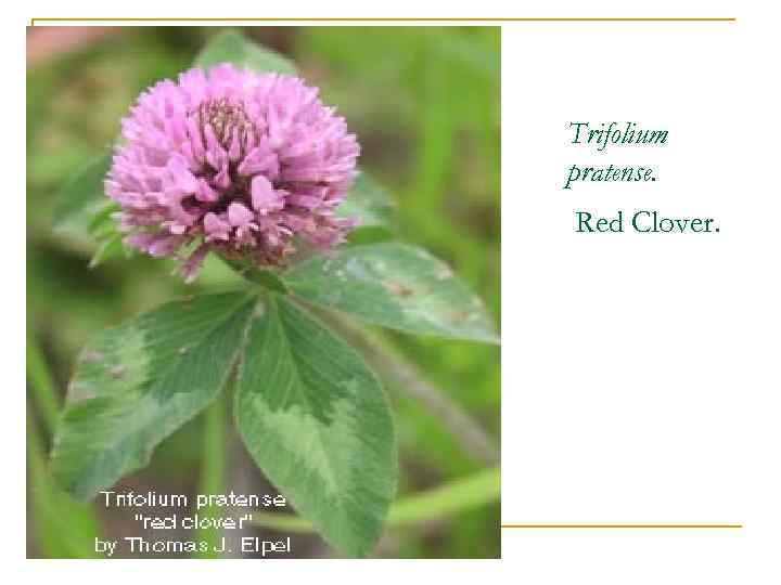 Trifolium pratense. Red Clover. 