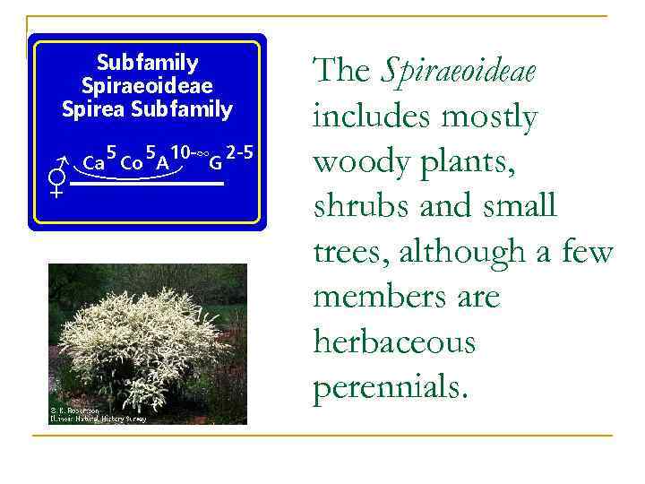 The Spiraeoideae includes mostly woody plants, shrubs and small trees, although a few members