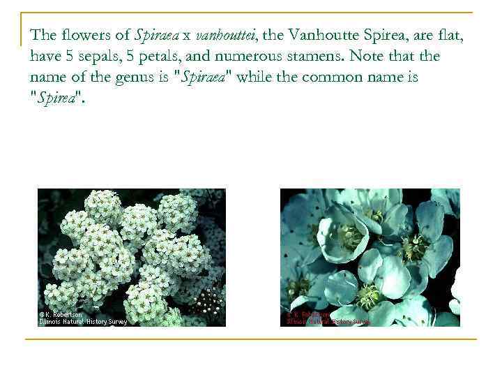 The flowers of Spiraea x vanhouttei, the Vanhoutte Spirea, are flat, have 5 sepals,