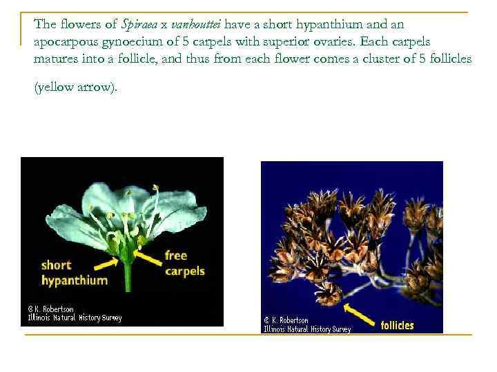 The flowers of Spiraea x vanhouttei have a short hypanthium and an apocarpous gynoecium