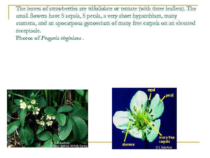 The leaves of strawberries are trifoliolate or ternate (with three leaflets). The small flowers