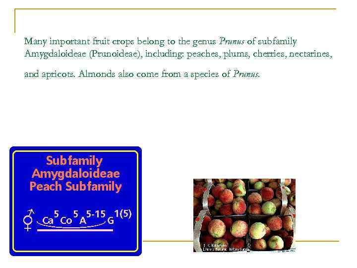 Many important fruit crops belong to the genus Prunus of subfamily Amygdaloideae (Prunoideae), including: