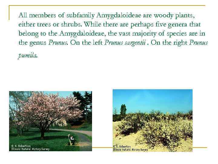 All members of subfamily Amygdaloideae are woody plants, either trees or shrubs. While there