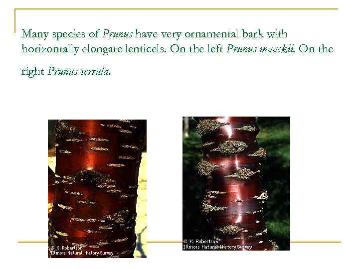 Many species of Prunus have very ornamental bark with horizontally elongate lenticels. On the