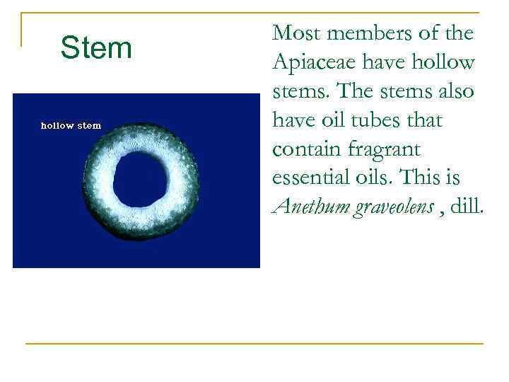 Stem Most members of the Apiaceae have hollow stems. The stems also have oil