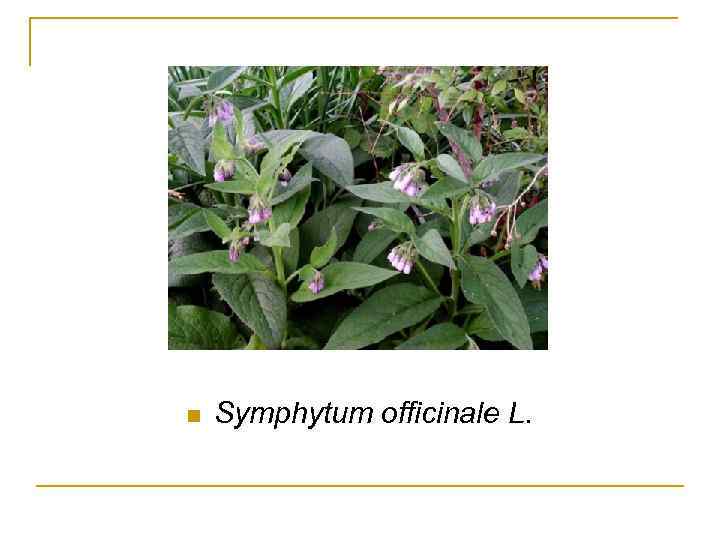 n Symphytum officinale L. 