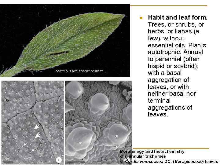 n Habit and leaf form. Trees, or shrubs, or herbs, or lianas (a few);