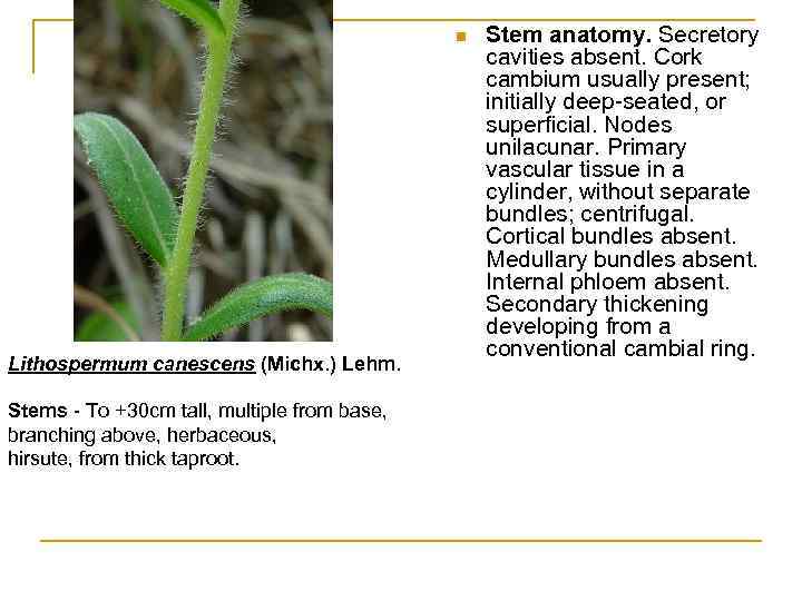 n Lithospermum canescens (Michx. ) Lehm. Stems - To +30 cm tall, multiple from