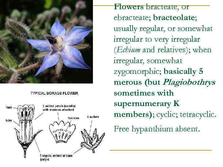 Flowers bracteate, or ebracteate; bracteolate; usually regular, or somewhat irregular to very irregular (Echium