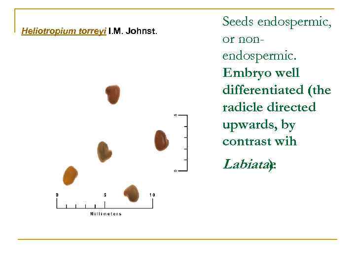 Heliotropium torreyi I. M. Johnst. Seeds endospermic, or nonendospermic. Embryo well differentiated (the radicle