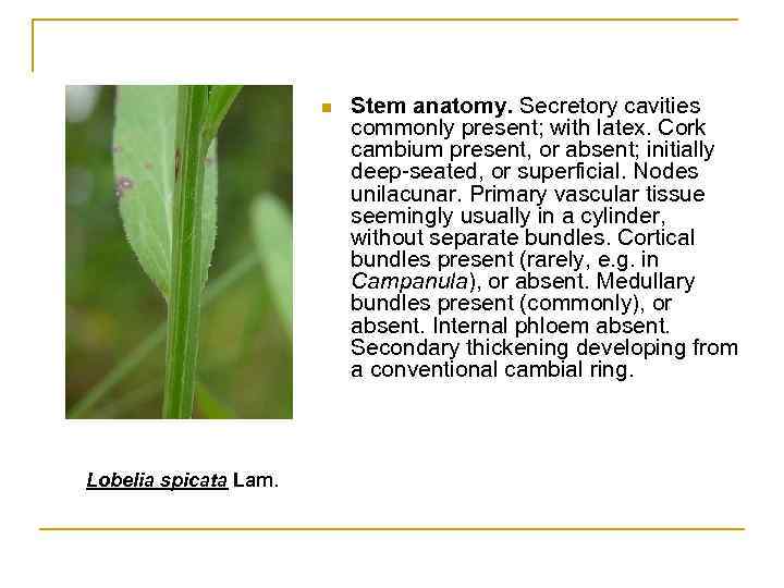 n Lobelia spicata Lam. Stem anatomy. Secretory cavities commonly present; with latex. Cork cambium