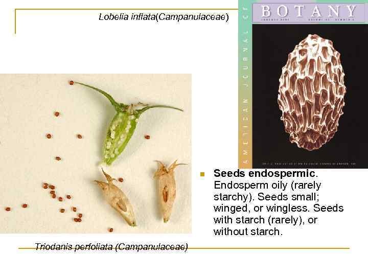 Lobelia inflata(Campanulaceae) n Triodanis perfoliata (Campanulaceae) Seeds endospermic. Endosperm oily (rarely starchy). Seeds small;