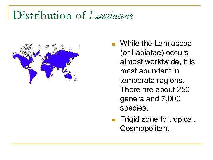 Distribution of Lamiaceae n n While the Lamiaceae (or Labiatae) occurs almost worldwide, it