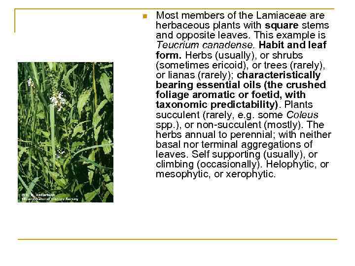 n Most members of the Lamiaceae are herbaceous plants with square stems and opposite