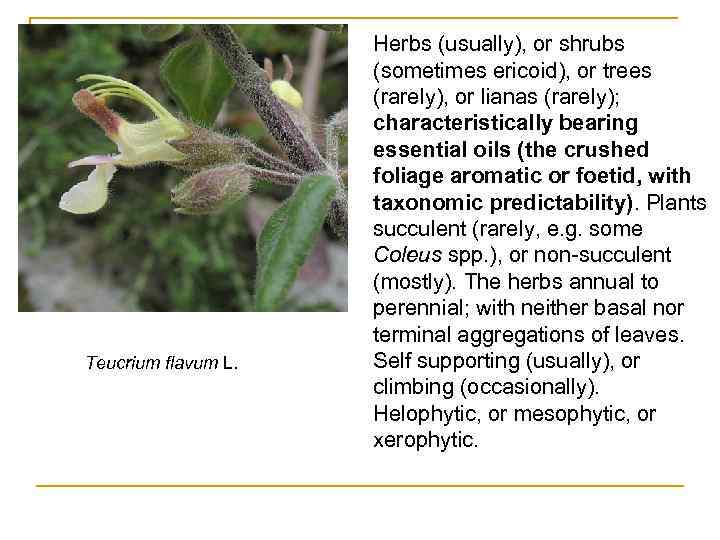 Teucrium flavum L. Herbs (usually), or shrubs (sometimes ericoid), or trees (rarely), or lianas