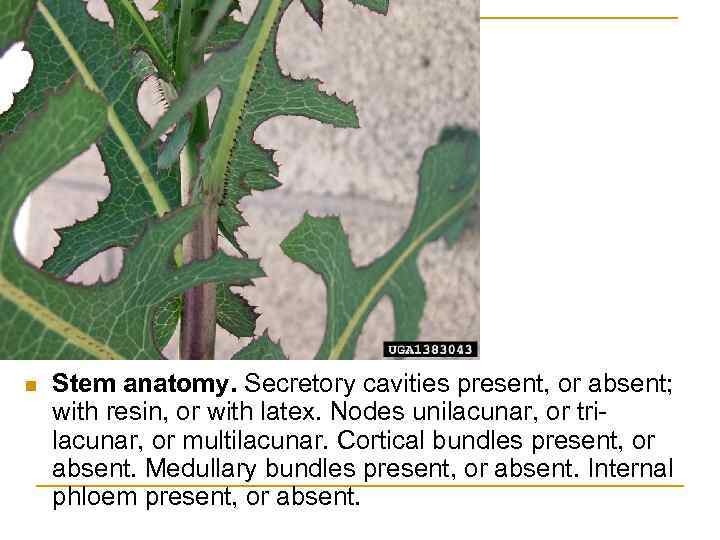 n Stem anatomy. Secretory cavities present, or absent; with resin, or with latex. Nodes