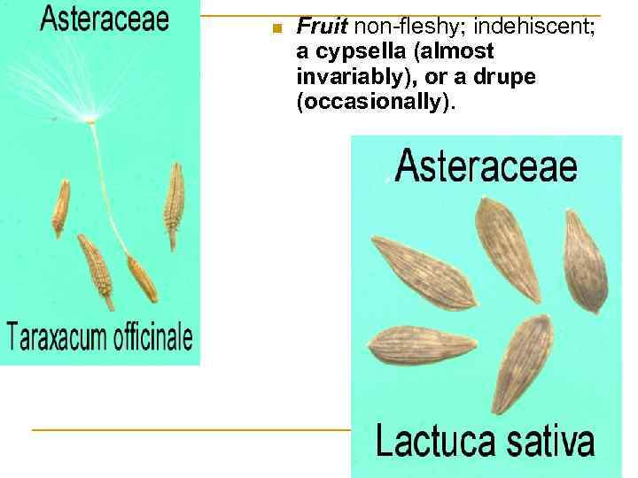 n Fruit non-fleshy; indehiscent; a cypsella (almost invariably), or a drupe (occasionally). 