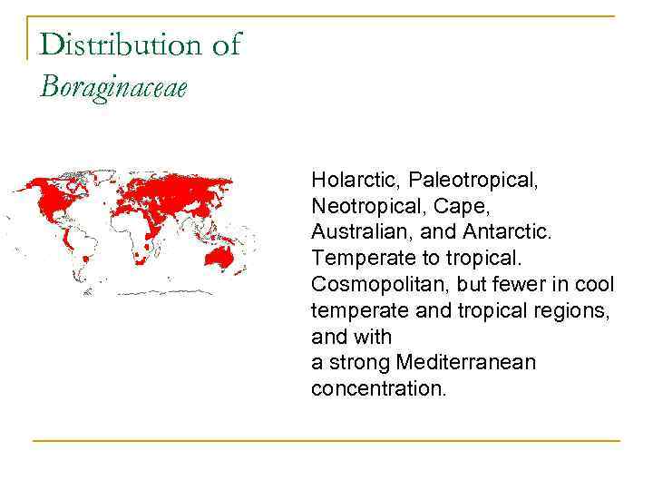 Distribution of Boraginaceae Holarctic, Paleotropical, Neotropical, Cape, Australian, and Antarctic. Temperate to tropical. Cosmopolitan,