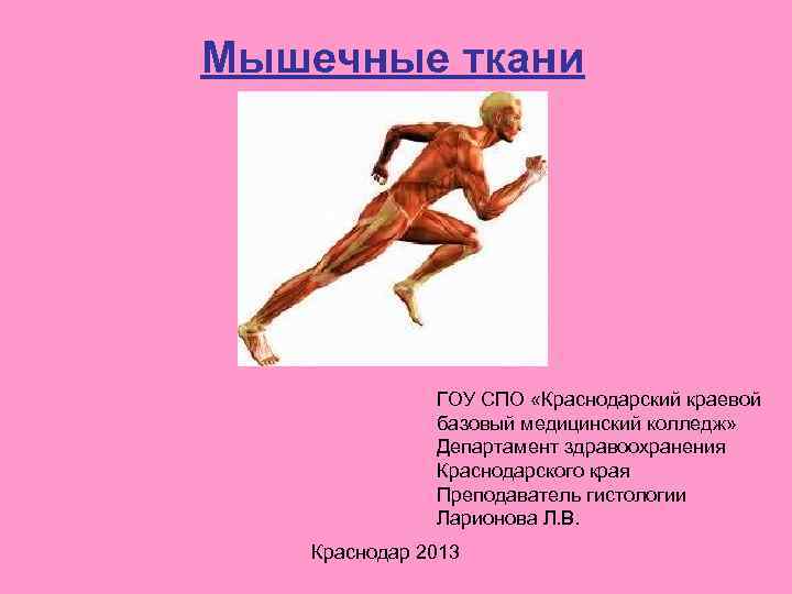 Мышечные ткани ГОУ СПО «Краснодарский краевой базовый медицинский колледж» Департамент здравоохранения Краснодарского края Преподаватель