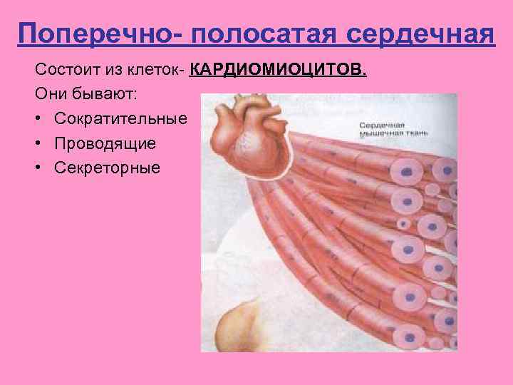 Поперечно- полосатая сердечная Состоит из клеток- КАРДИОМИОЦИТОВ. Они бывают: • Сократительные • Проводящие •