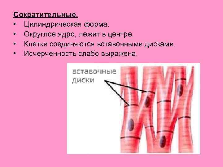 Сократительные. • Цилиндрическая форма. • Округлое ядро, лежит в центре. • Клетки соединяются вставочными